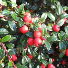Tüplü Cotoneaster Taş Elması Fidanı