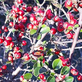 Tüplü Cotoneaster Taş Elması Fidanı