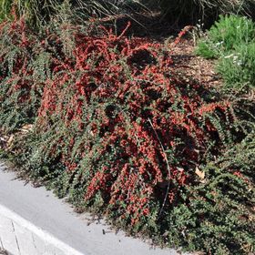 Tüplü Cotoneaster Taş Elması Fidanı