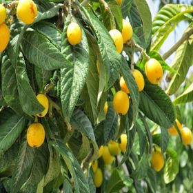 Tüplü Çukurgöbek Aşılı Malta Eriği Yeni Dünya Fidanı
