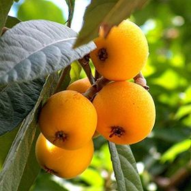 Tüplü Çukurgöbek Aşılı Malta Eriği Yeni Dünya Fidanı