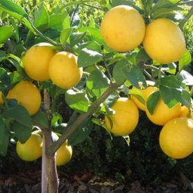 Tüplü Dev Meyveli Extra Jumbo Limon Fidanı