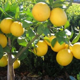 Tüplü Dev Meyveli Extra Jumbo Limon Fidanı