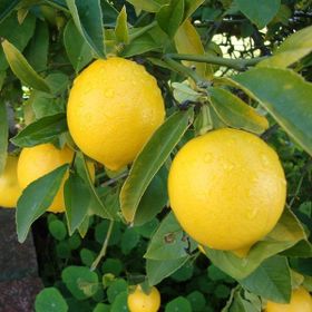 Tüplü Dev Meyveli Extra Jumbo Limon Fidanı