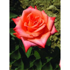 Tüplü Dolce Vita Yediveren Gül Fidanı