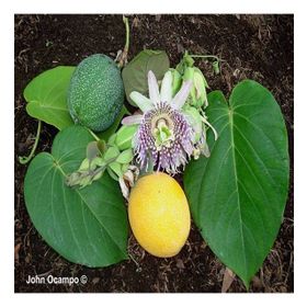 Tüplü Dona Dayanıklı Passiflora Ligularis Sweet Granidalla Fidanı