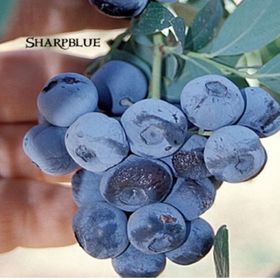 Tüplü Erkenci Sharp Blue Yaban Mersini Likapa Fidanı