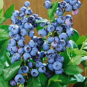 Tüplü Erkenci Sharp Blue Yaban Mersini Likapa Fidanı