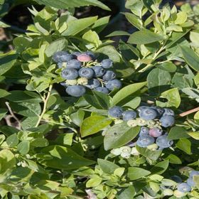 Tüplü Erkenci Sharp Blue Yaban Mersini Likapa Fidanı
