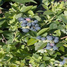 Tüplü Erkenci Sharp Blue Yaban Mersini Likapa Fidanı
