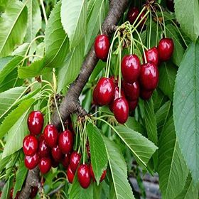 Tüplü Erkenci Yarı Bodur Early Lorry Kiraz Fidanı