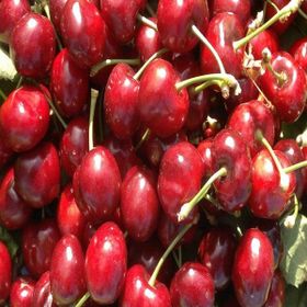 Tüplü Erkenci Yarı Bodur Early Lorry Kiraz Fidanı
