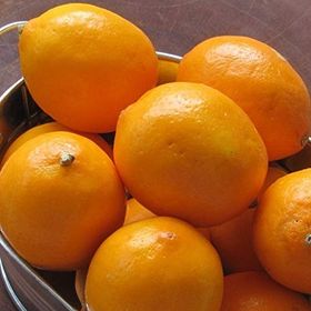Tüplü Finike Kırmızı Limon Fidanı
