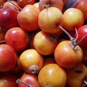 Tüplü Geycek Dağ Elması Geyik Elması Fidanı