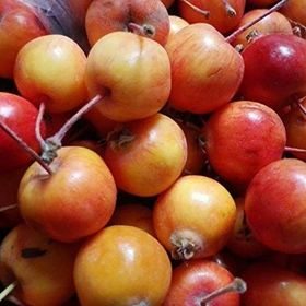 Tüplü Geycek Dağ Elması Geyik Elması Fidanı