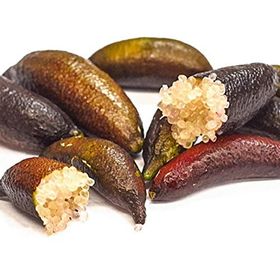 Tüplü Havyar Limon Red Champagne Finger Lime Fidanı