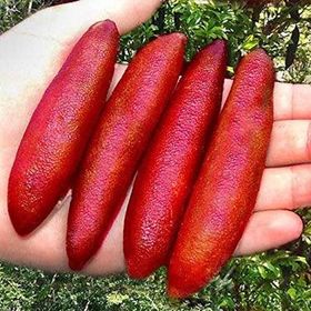 Tüplü Havyar Limon Red Champagne Finger Lime Fidanı
