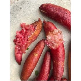 Tüplü Havyar Limon Red Champagne Finger Lime Fidanı