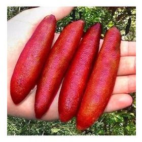 Tüplü Havyar Limon Red Champagne Finger Lime Fidanı