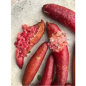 Tüplü Havyar Limon Red Champagne Finger Lime Fidanı