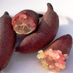 Tüplü Havyar Limon Red Champagne Finger Lime Fidanı
