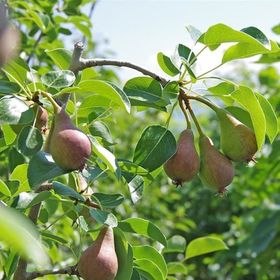 Tüplü Haziran Altını(June Gold) Armut Fidanı