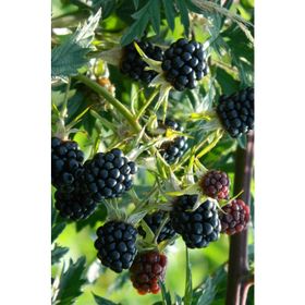 Tüplü Herdem Yeşil Thornless Evergreen Böğürtlen Fidanı