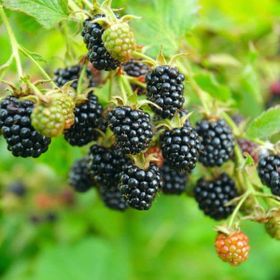 Tüplü Herdem Yeşil Thornless Evergreen Böğürtlen Fidanı