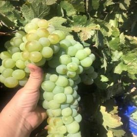 Tüplü Hevenklik Beyaz Bulut Üzüm Fidanı