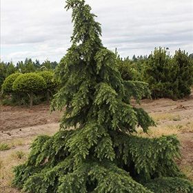 Tüplü Himalaya Sediri Fidanı