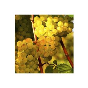 Tüplü Hoş Kokulu Aromatik Chardonnay Üzüm Asma-Bağ Fidanı