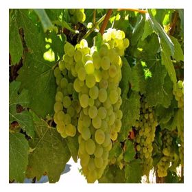 Tüplü Hoş Kokulu Aromatik Chardonnay Üzüm Asma-Bağ Fidanı
