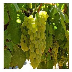 Tüplü Hoş Kokulu Aromatik Chardonnay Üzüm Asma-Bağ Fidanı
