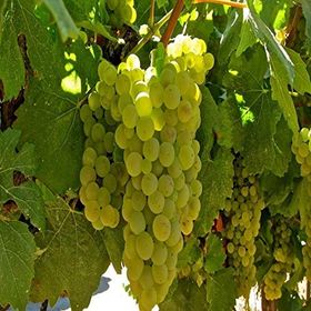 Tüplü Hoş Kokulu Aromatik Chardonnay Üzüm Asma-Bağ Fidanı