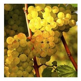 Tüplü Hoş Kokulu Aromatik Chardonnay Üzüm Asma-Bağ Fidanı