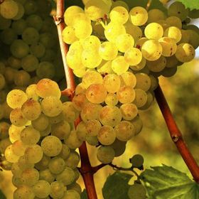 Tüplü Hoş Kokulu Aromatik Chardonnay Üzüm Asma-Bağ Fidanı