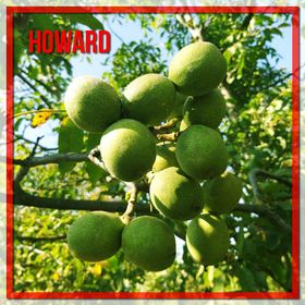 Tüplü Howard Ceviz Fidanı