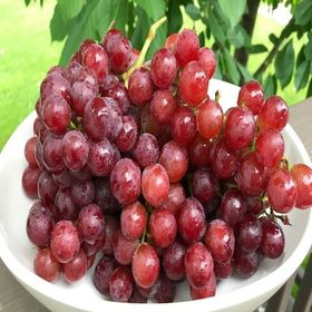 Tüplü İri Taneli Salkımlı Özel Ürün Flame Seedless Çekirdeksiz Üzüm Asma-Bağ Fidanı