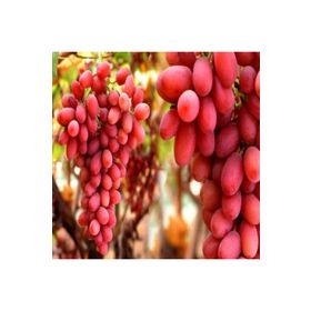 Tüplü İri Taneli Salkımlı Özel Ürün Flame Seedless Çekirdeksiz Üzüm Asma-Bağ Fidanı