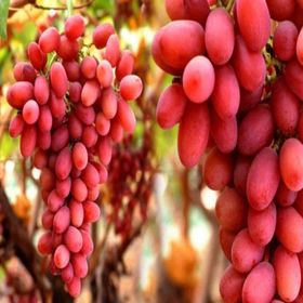 Tüplü İri Taneli Salkımlı Özel Ürün Flame Seedless Çekirdeksiz Üzüm Asma-Bağ Fidanı