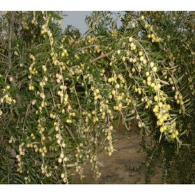 Tüplü İspanyol Bodur Arbequina Zeytin Fidanı 1yaş