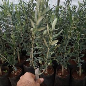 Tüplü İspanyol Bodur Arbequina Zeytin Fidanı 1yaş