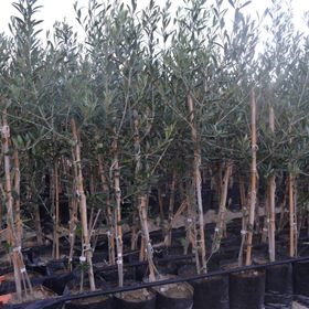 Tüplü İspanyol Bodur Arbequina Zeytin Fidanı 1yaş