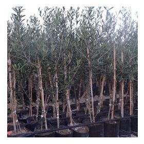 Tüplü İspanyol Bodur Arbequina Zeytin Fidanı 1yaş