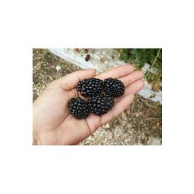 Tüplü Jumbo Böğürtlen Fidanı