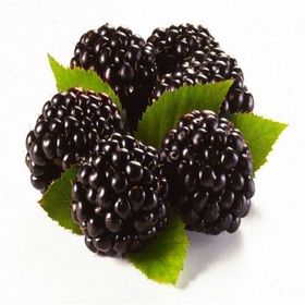Tüplü Jumbo Böğürtlen Fidanı