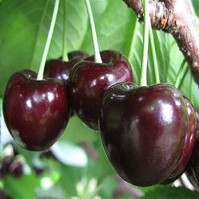 Tüplü Kendine Verimli Celeste Kiraz Fidanı