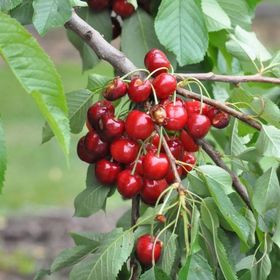 Tüplü Kendine Verimli Stella Kiraz Fidanı