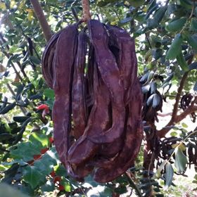 Tüplü Kıbrıs Aşılı Keçi Boynuzu(Harnup) Fidanı