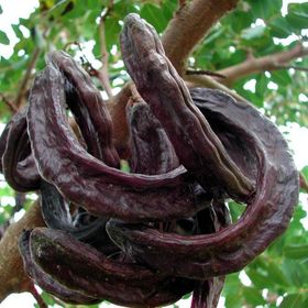 Tüplü Kıbrıs Aşılı Keçi Boynuzu(Harnup) Fidanı